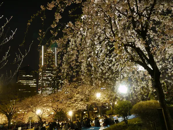 夜桜