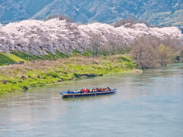 桜を眺めながらクルーズ