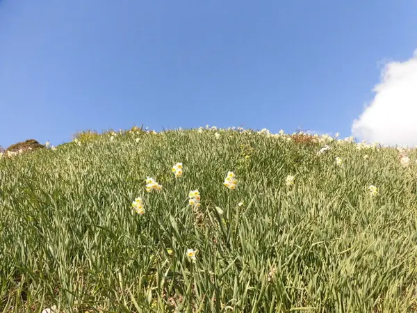 灘黒岩水仙郷