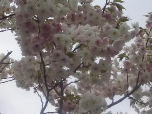 造幣局桜の通り抜け