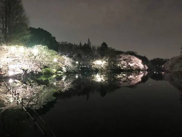 桜の季節