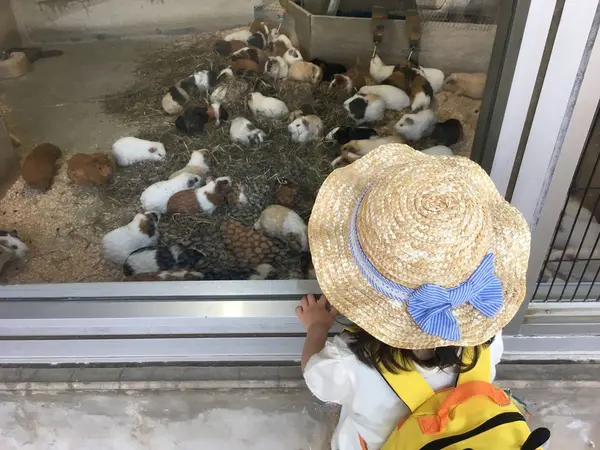 モルモットのふれあいコーナーも