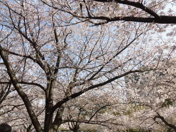 花見の名所