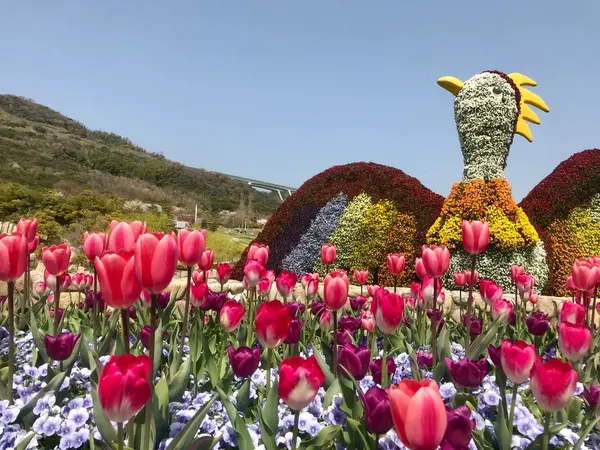 花火鳥
