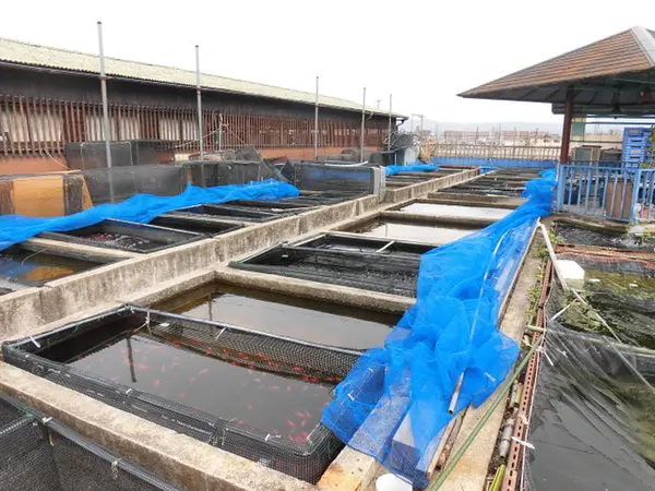 金魚養殖