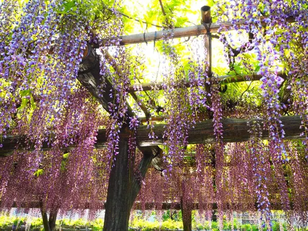 藤の天井