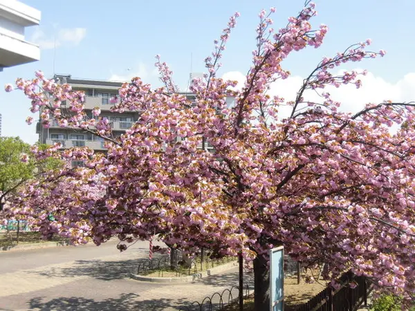 大阪造幣局桜の通り抜け