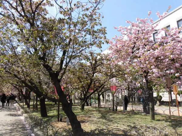 大阪造幣局桜の通り抜け