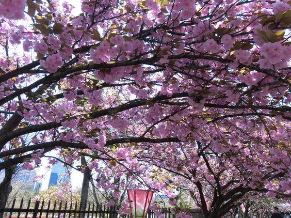 大阪造幣局桜の通り抜け