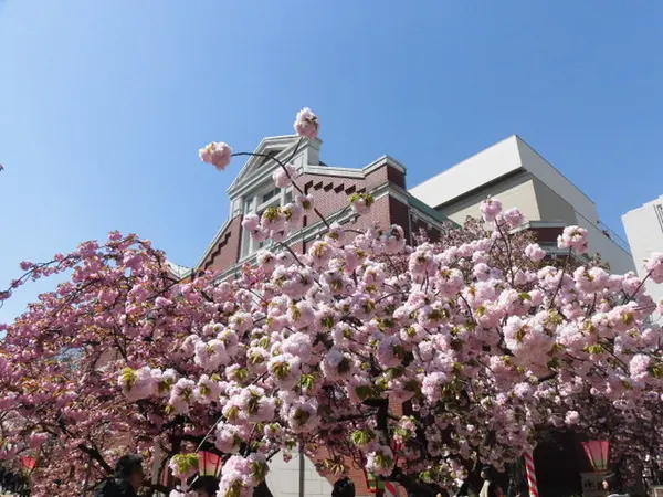 大阪造幣局桜の通り抜け
