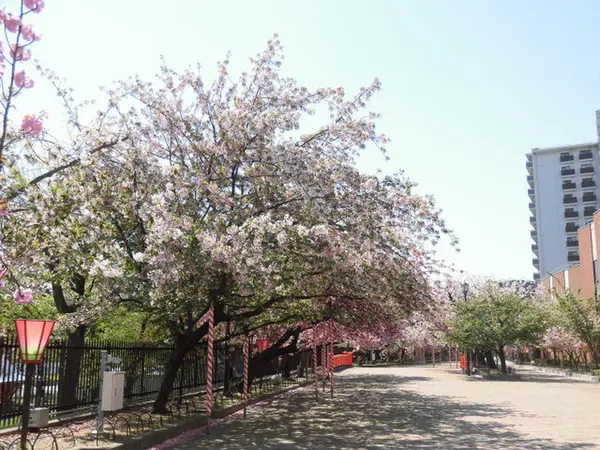 大阪造幣局桜の通り抜け