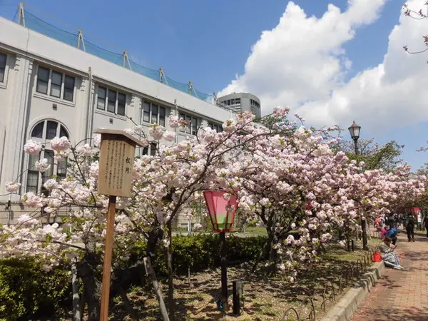 大阪造幣局桜の通り抜け