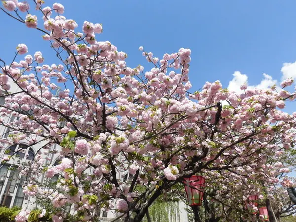大阪造幣局桜の通り抜け