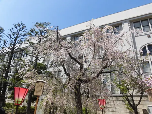 大阪造幣局桜の通り抜け