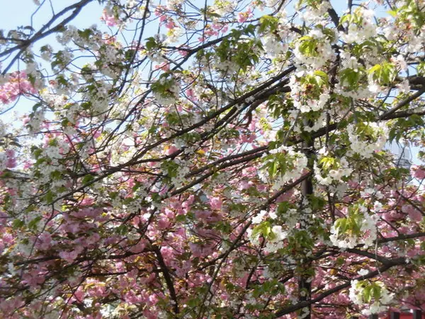 大阪造幣局桜の通り抜け