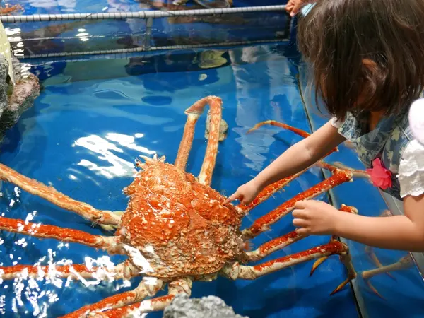 大きなカニを触れる！
