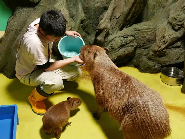 カピパラが目の前に！