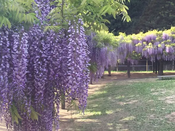 藤公園