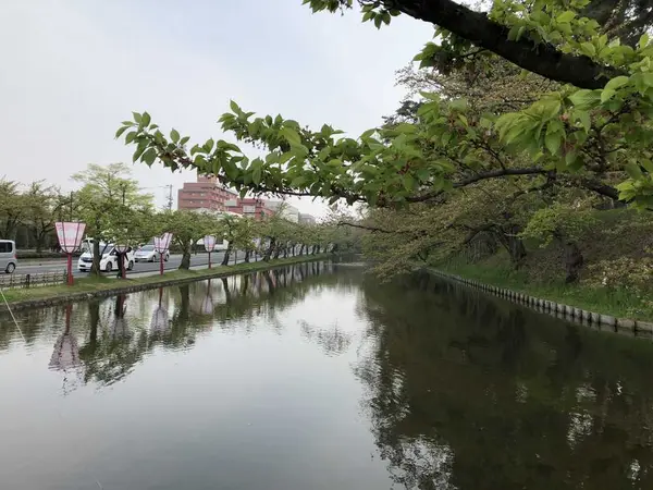 公園の桜もう散った。残念！