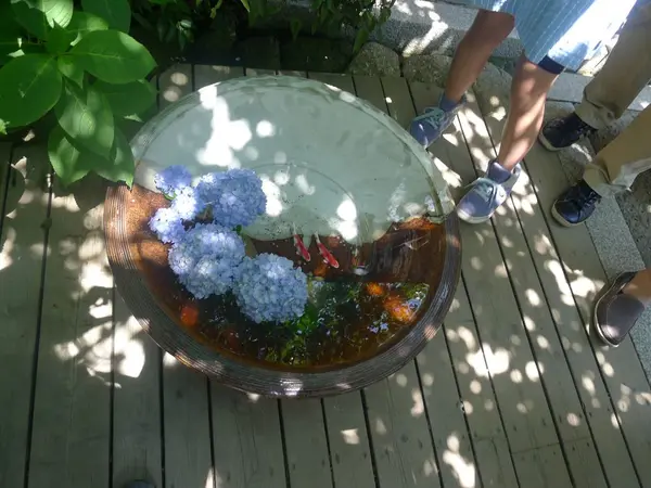 紫陽花