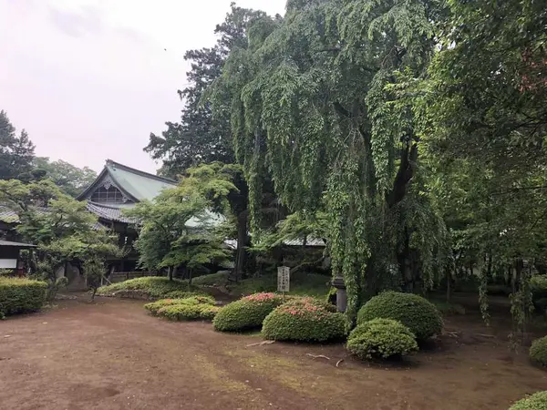 家光お手植えのしだれ桜