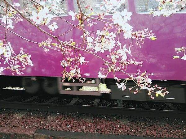 嵐電のカラーにも映えます