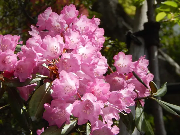 石楠花が咲き始めました