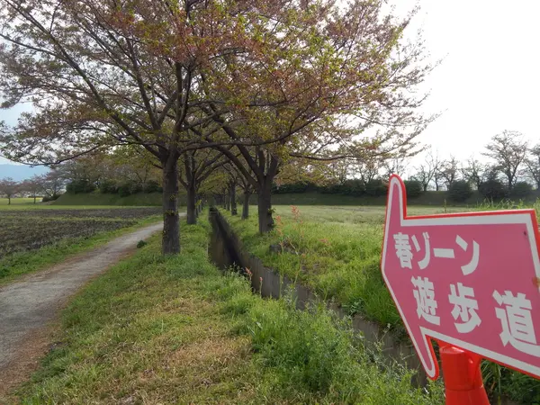 桜並木を抜けて…