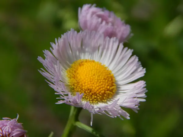 ハルジオンが風にゆれています