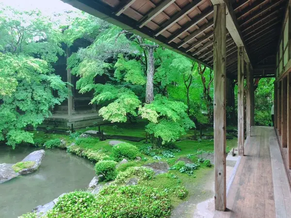 庭の緑