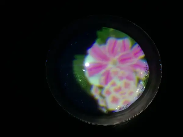 お花が浮かぶティーハウス