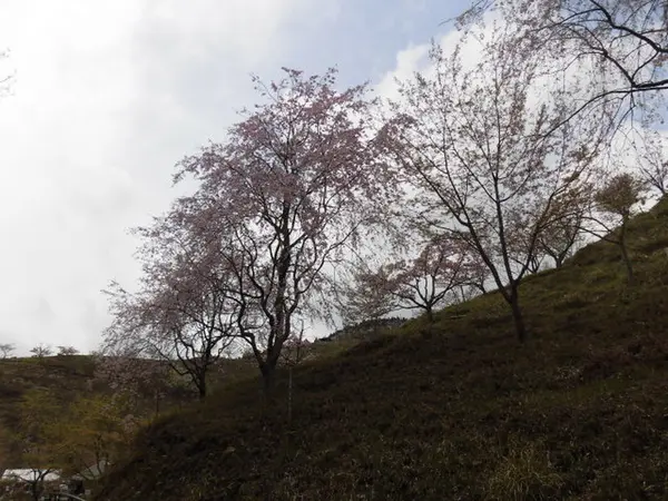 世界の桜