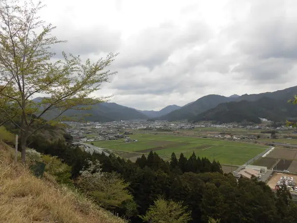 世界の桜と眺望