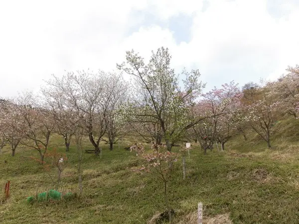 世界の桜と眺望