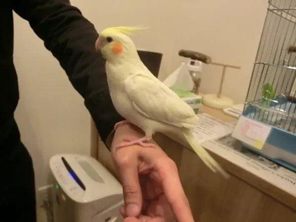 もふもふ体験