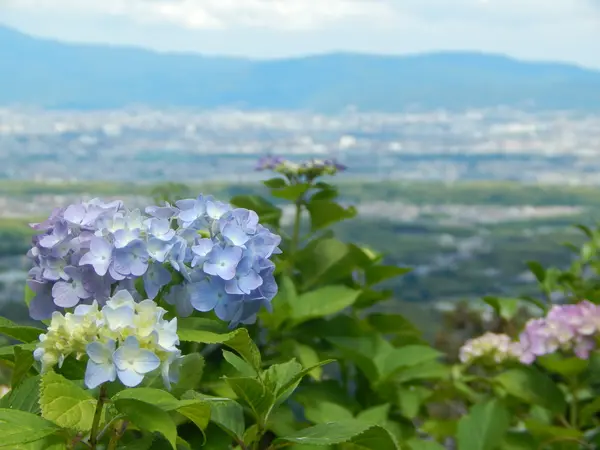 護摩堂から市内を遠望