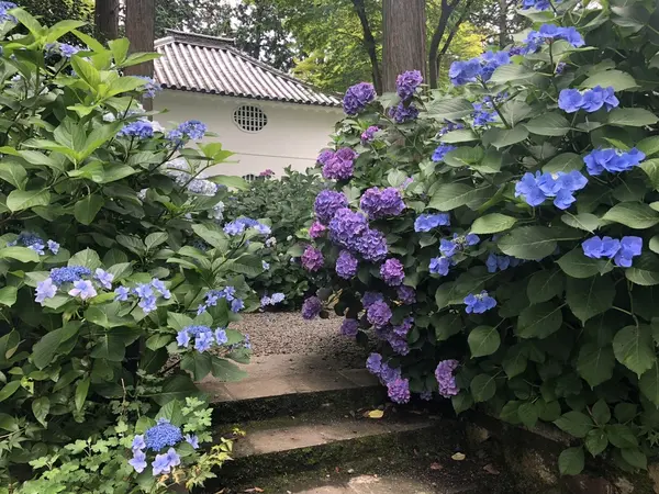 これぞ初夏の京都☂️