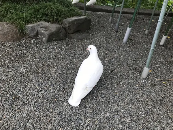 ホワイトハトポッポ