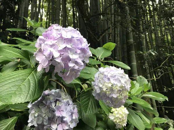 紫陽花も楽しめました