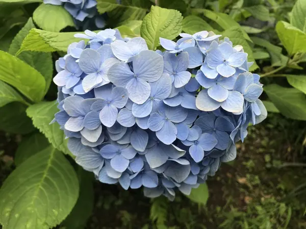 ハート形発見♡