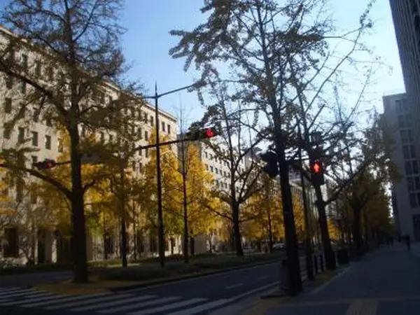 銀杏並木