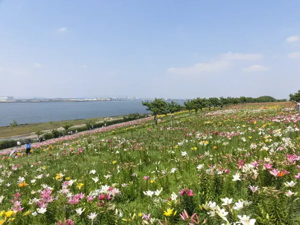 色鮮やかなユリが咲く