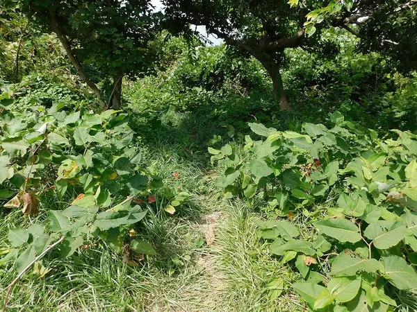 ここから