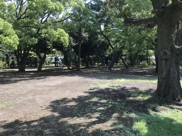 芝生の周りは樹林です。