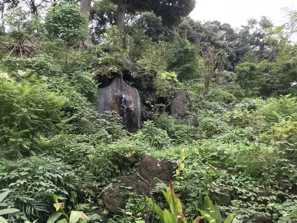 鬱蒼としてます。