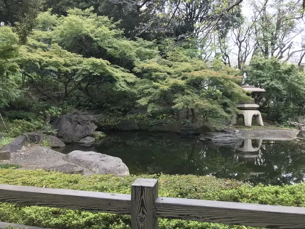 カワセミが居ました。