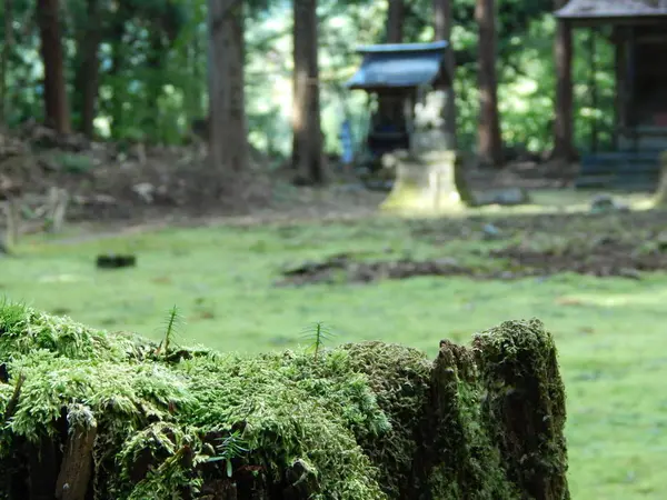 苔が一層静寂を誘います