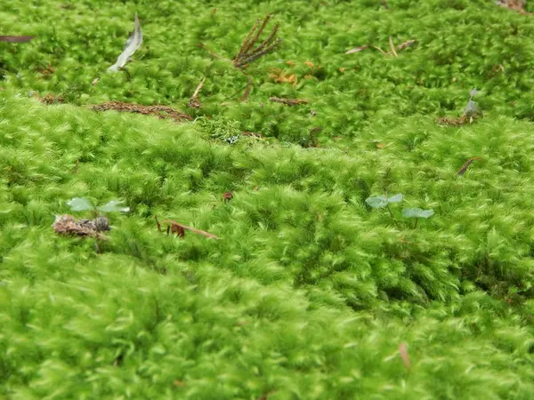 まさに「苔の宮」です