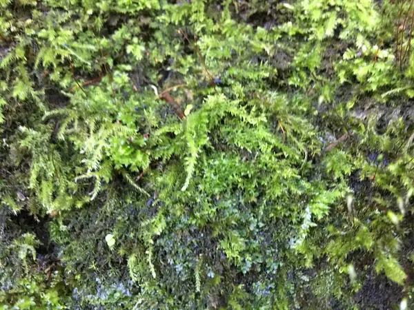 苔に癒される〜