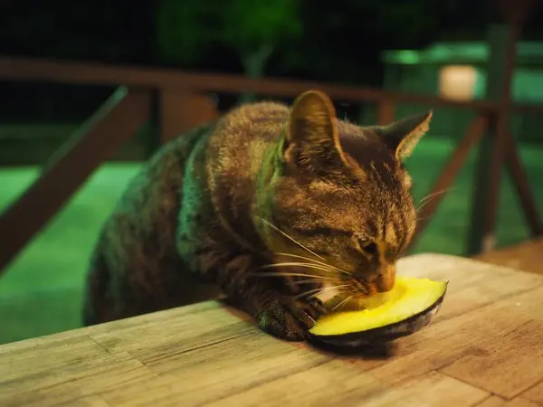 猫も遊びに来ちゃうおいしさ😹